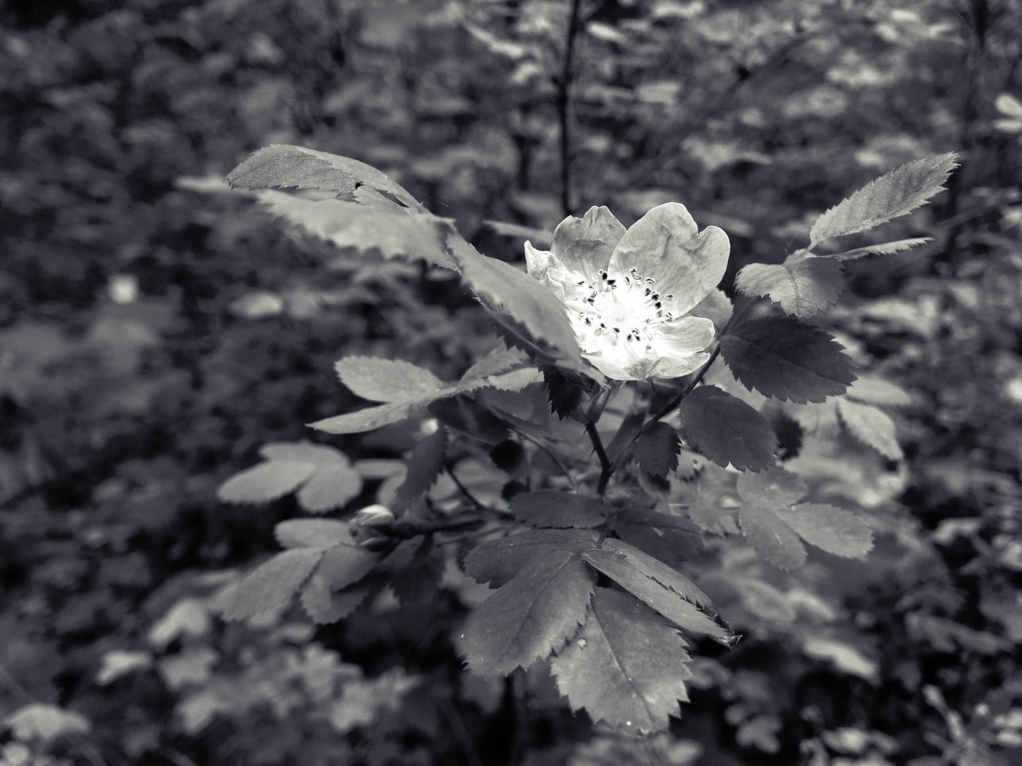 Black and white slide of flower in the Columbia Gorge - photo by Greg